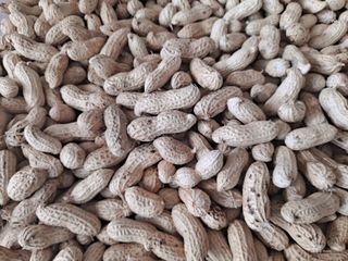 횡성농원님의 기타작물 · 영농일지 작성글 사진