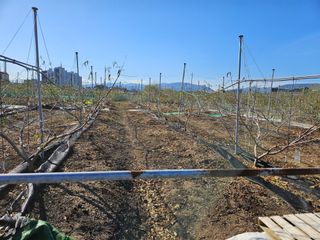 김인하님의 복숭아 · 영농일지 작성글 사진