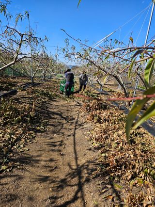 김인하님의 복숭아 · 영농일지 작성글 사진
