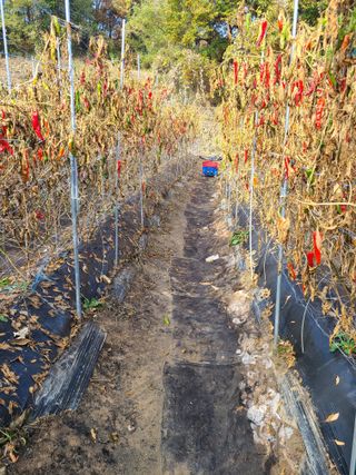 산곡동농장님의 고추 · 영농일지 작성글 사진