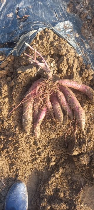 초보농사꾼보미촌님의 고구마 · 영농일지 작성글 사진