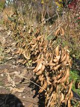 팜모닝 콩·영농일지 게시글 이미지