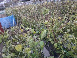 횡성농원님의 기타작물 · 영농일지 작성글 사진