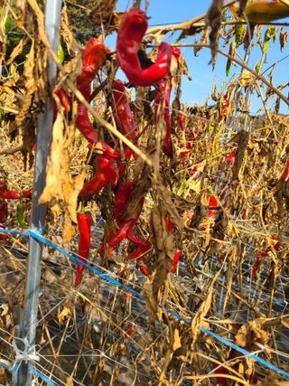 산곡동농장님의 고추 · 영농일지 작성글 사진