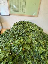 팜모닝 시금치·영농일지 게시글 이미지