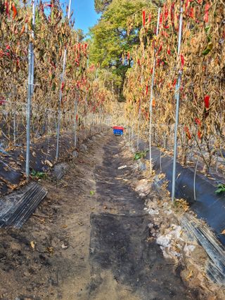 산곡동농장님의 고추 · 영농일지 작성글 사진