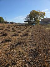 팜모닝 콩·영농일지 게시글 이미지