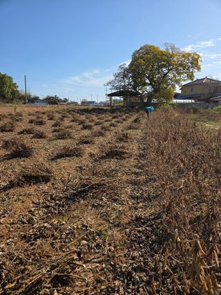 파인cool님의 콩 · 영농일지 작성글 사진