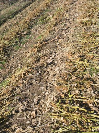 조용오님의 콩 · 영농일지 작성글 사진