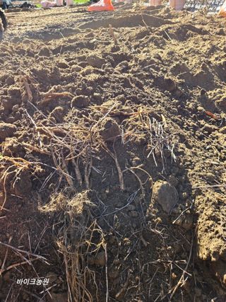 팜모닝회원 바이크농원님의 기타작물 · 영농일지 작성글 사진