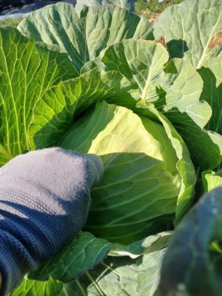 땅콩맘님의 기타작물 · 영농일지 작성글 사진