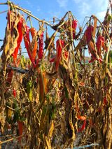 팜모닝 고추·영농일지 게시글 이미지