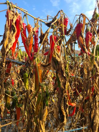 산곡동농장님의 고추 · 영농일지 작성글 사진