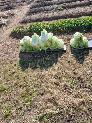 백영호님의 기타작물 · 영농일지 작성글 사진