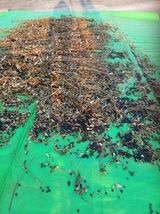 팜모닝 콩·영농일지 게시글 이미지