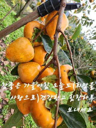 키다리님의 감 · 영농일지 작성글 사진