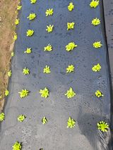 팜모닝 상추·영농일지 게시글 이미지