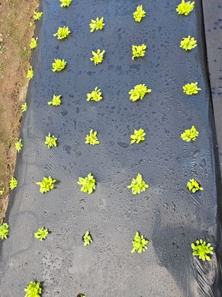 김제일주농장님의 상추 · 영농일지 작성글 사진