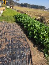 팜모닝 배추·영농일지 게시글 이미지