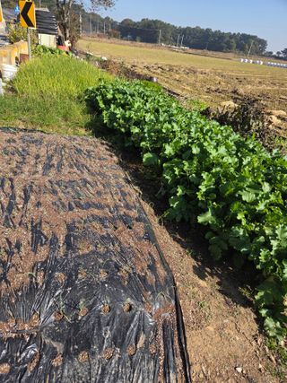 백현호님의 배추 · 영농일지 작성글 사진