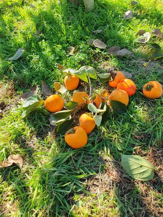 서선옥님의 감 · 영농일지 작성글 사진