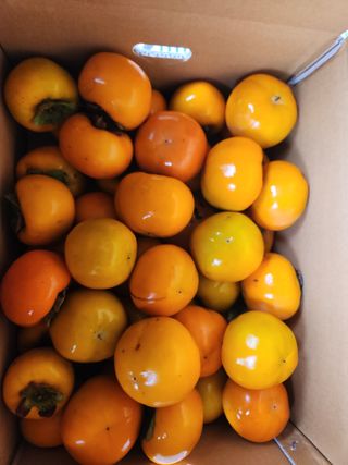 키다리님의 감 · 영농일지 작성글 사진