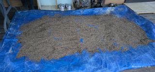 산골아찌님의 들깨 · 영농일지 작성글 사진