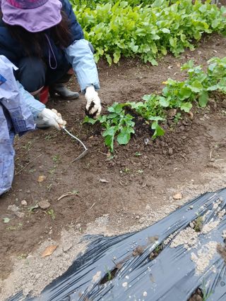 향양농장 사랑합니다님의 기타작물 · 영농일지 작성글 사진