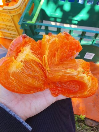 서선옥님의 감 · 영농일지 작성글 사진