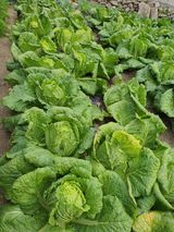 초보농부님의 작성글 사진