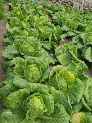 초보농부님의 배추 · 영농일지 작성글 사진