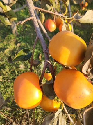 키다리님의 감 · 영농일지 작성글 사진