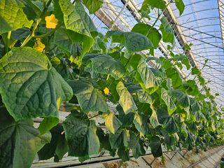 태이린팜님의 오이 · 영농일지 작성글 사진