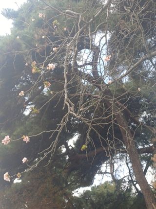 홍순오님의 기타작물 · 영농일지 작성글 사진