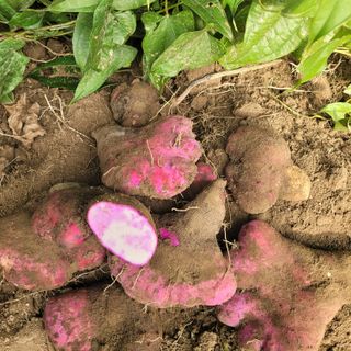 김선순(공룡자색마)님의 기타작물 · 영농일지 작성글 사진