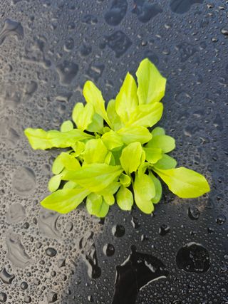 김제일주농장님의 상추 · 영농일지 작성글 사진