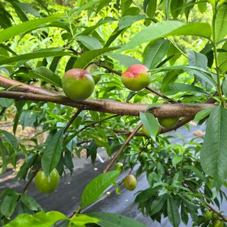 양배추21889님의 복숭아 · 영농일지 작성글 사진