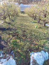 팜모닝 기타작물·영농일지 게시글 이미지