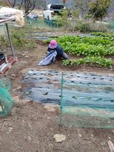 팜모닝 기타작물·영농일지 게시글 이미지