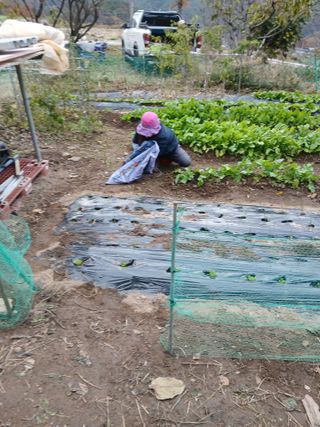 향양농장 사랑합니다님의 기타작물 · 영농일지 작성글 사진