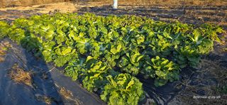 산골아찌님의 배추 · 영농일지 작성글 사진