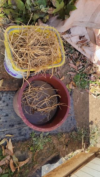 김홍중님의 기타작물 · 영농일지 작성글 사진