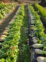 팜모닝 배추·영농일지 게시글 이미지