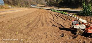 장용선 사진작가농부님의 기타작물 · 영농일지 작성글 사진