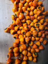 팜모닝 감·영농일지 게시글 이미지