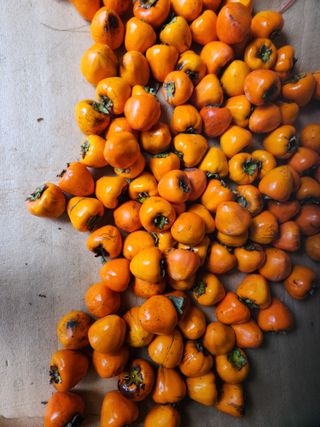 키다리님의 감 · 영농일지 작성글 사진