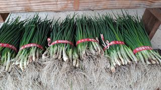 월굴리이승재님의 파 · 영농일지 작성글 사진