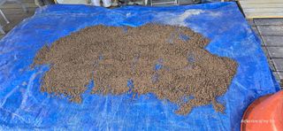 산골아찌님의 들깨 · 영농일지 작성글 사진