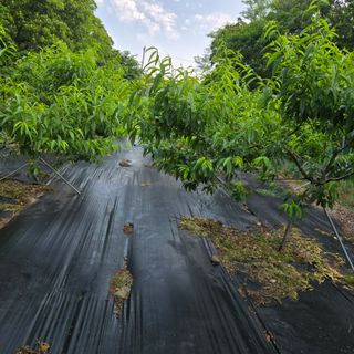양배추21889님의 복숭아 · 영농일지 작성글 사진