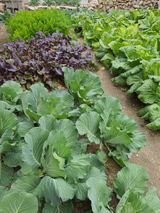 초보농부님의 작성글 사진